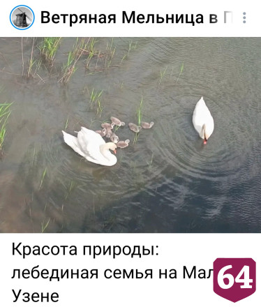 Пара лебедей вывела 8 птенцов на реке в Саратовской области 