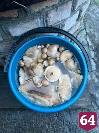 Саратовцы на лугу собирали опята